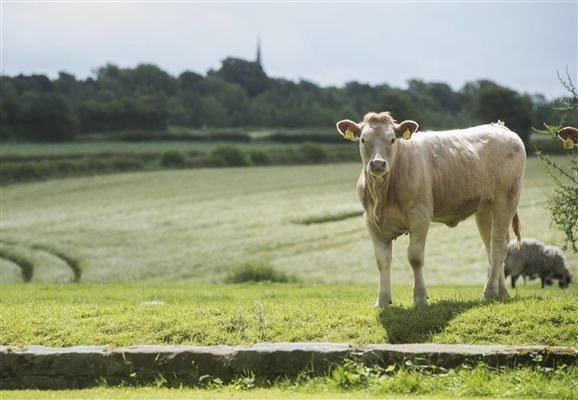 Mallard Grange Working Farm With Animals